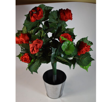 Bongo’s Blooming Bush: Ali Bongo - Image 2